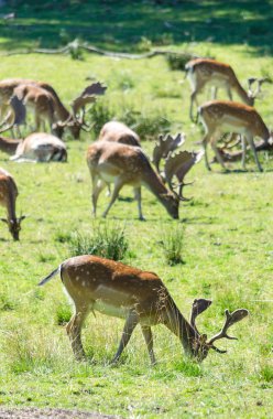 Alageyik dikey görünümde otlatma