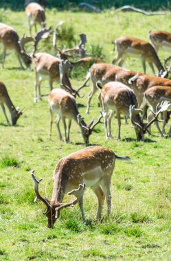 Closeup alageyik sürüsü için