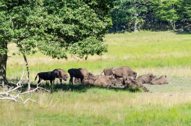 Yaban öküzü sürüsü