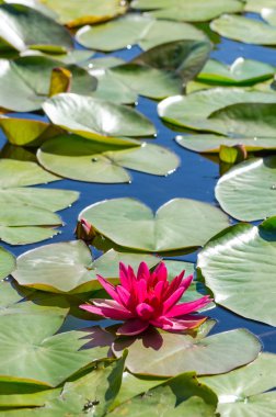 İsveçli nilüferler dikey görünümünde