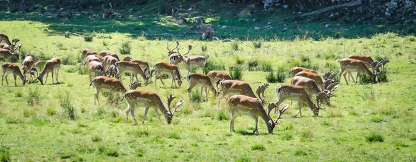 Campo de verano panorama del rebaño de ciervos en barbecho — Foto de Stock