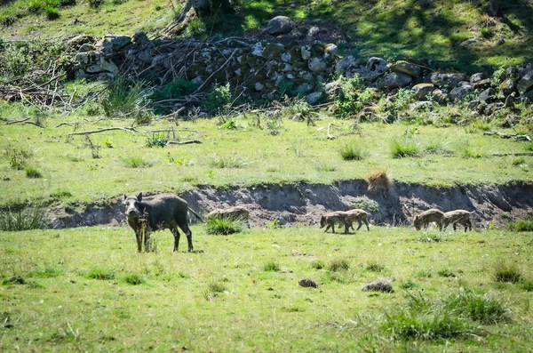 Jabalí salvaje con terneros — Foto de Stock