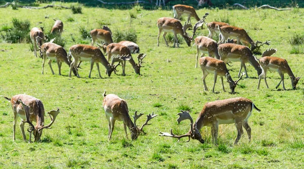 Besättning av dovhjort — Stockfoto