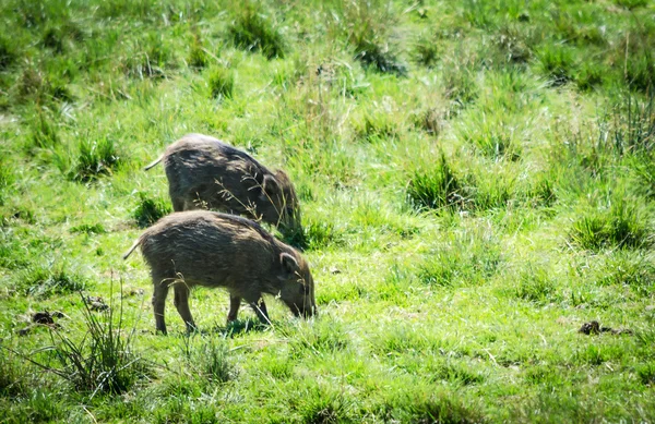 Wild boar calves — Stock Photo, Image