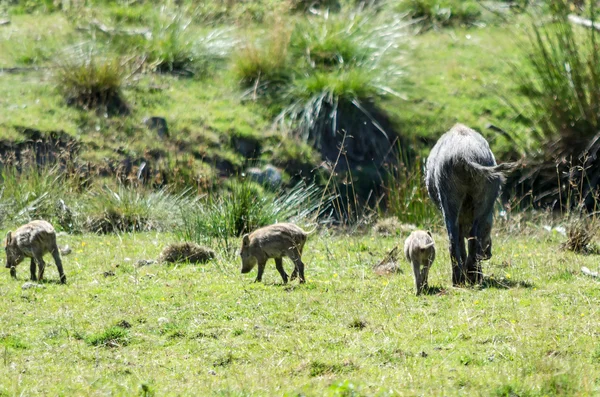 Cinghiale con vitelli in fuga — Foto Stock