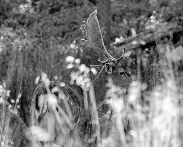 Monochromatické portrét ladem drahá — Stock fotografie