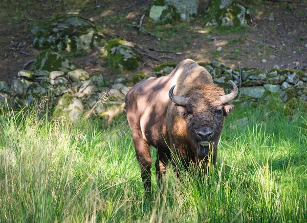 Wisent male outdoor portrait — Stock Photo, Image
