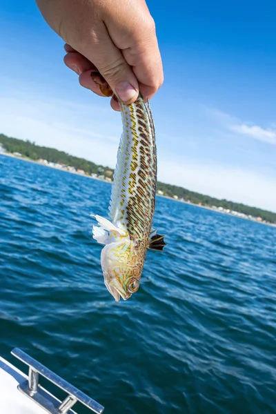 Poisonous Greater Weever — Stock Photo, Image