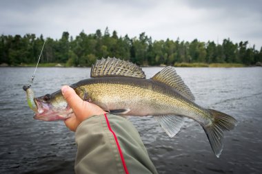 Walleye balık tutan fener