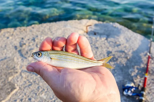 Visserij sardine — Stockfoto