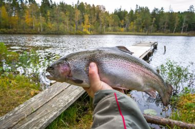 Sonbahar Gökkuşağı alabalığı ben anglers el