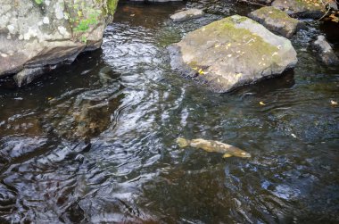 Hasta deniz alabalığı