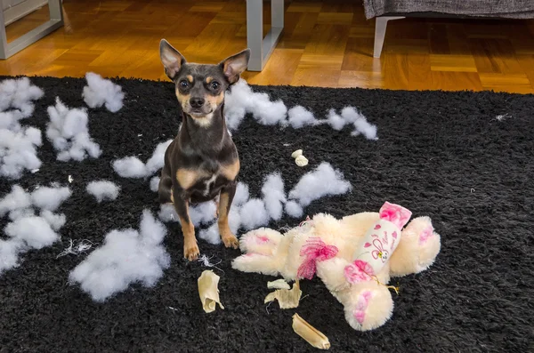 Pincher perro con su víctima — Foto de Stock