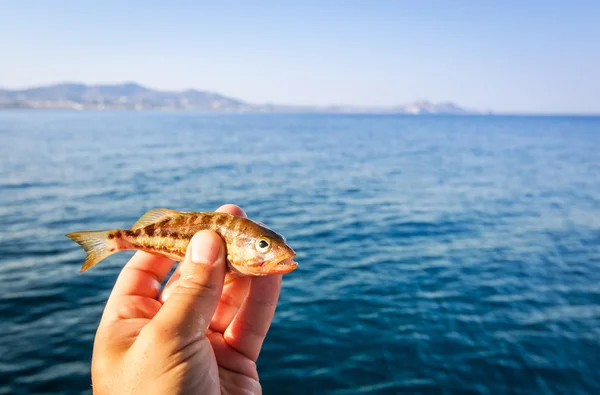 Fishing small fishes on Rhodes — Stock Photo, Image