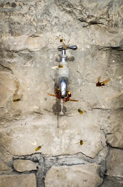 Durstige Insekten im Sommer — Stockfoto