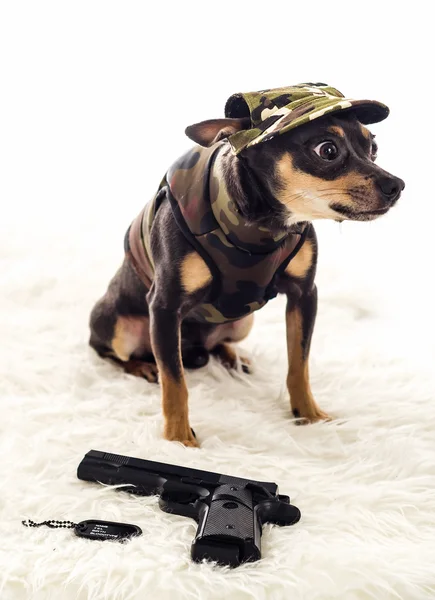 Dangerous small army dog — Stock Photo, Image