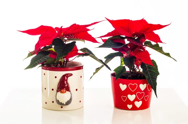 Two poinsettia flowers in Xmas pots — Stock Photo, Image