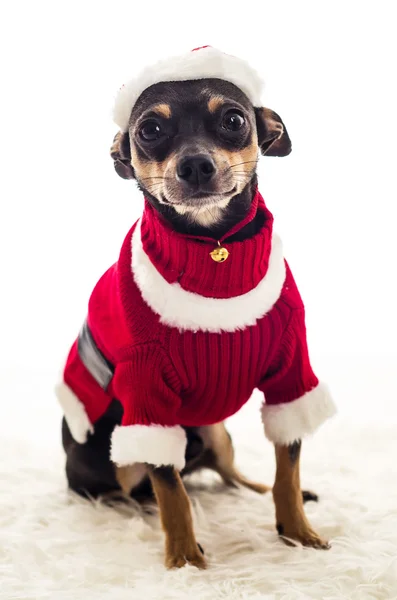 Очаровательная рождественская собака Пинчер — стоковое фото
