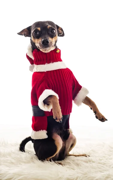 Standing Pincher dog in Santa Claus costume — Stock Photo, Image