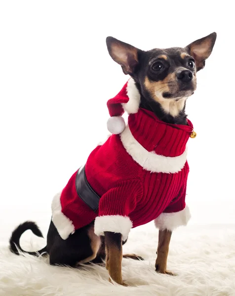 Sitting Santa dog — Stock Photo, Image