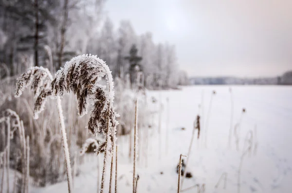 Замороженные тростниковые растения — стоковое фото
