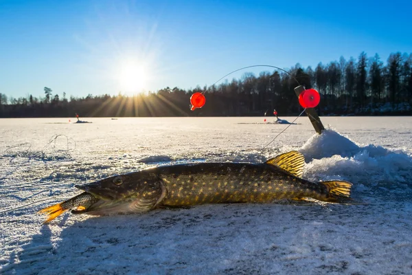 Zweedse snoeken vissen uit ijs — Stockfoto