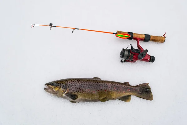 Truta marrom - troféu de pesca de inverno — Fotografia de Stock