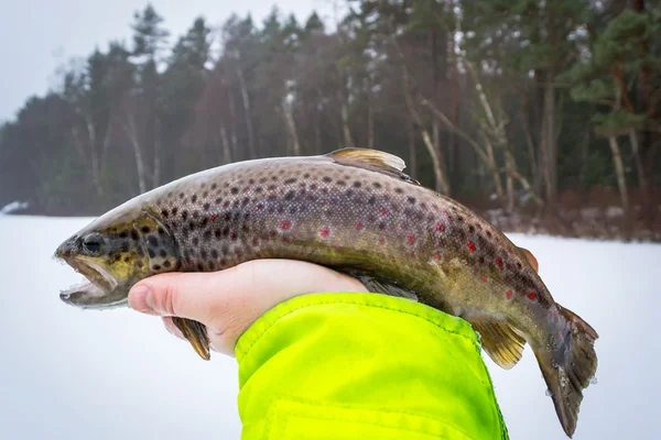 Truta marrom de inverno na mão do pescador — Fotografia de Stock