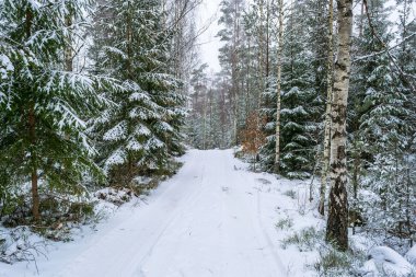 İsveç orman yolu kış manzarası