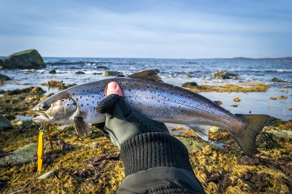 Silberne Meerforelle in der Hand des Anglers — Stockfoto