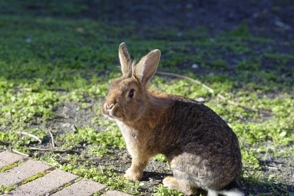 Hnědý králík na louce — Stock fotografie