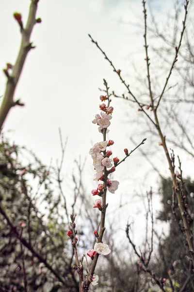 Flor Pêssego Jardim Durante Dia Chuvoso — Fotografia de Stock