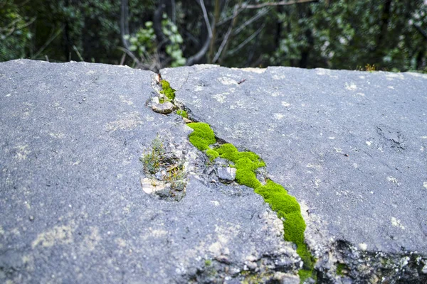 スペツィアの岩の上にある苔の詳細 — ストック写真