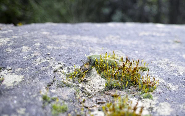 スペツィアの岩の上にある苔の詳細 — ストック写真