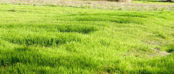 Detail of vibrant meadow — Stock Photo, Image