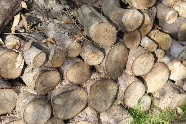 Spezia Daki Bahçede Kesilmiş Odun — Stok fotoğraf