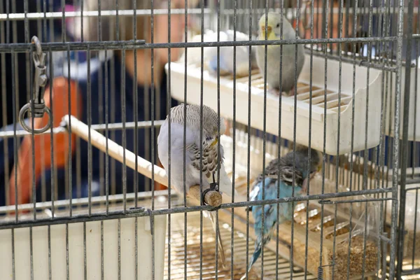 Talya Bir Kafeste Muhabbet Kuşunun Ayrıntıları — Stok fotoğraf