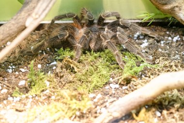 Bahia kırmızı kuş yiyen Tarantula