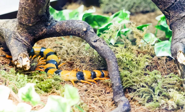 Riesentigertausendfüßer, scolopendra hardwickei — Stockfoto