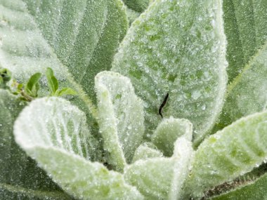 Üzerinde su damlası olan bir yaprağın ayrıntıları