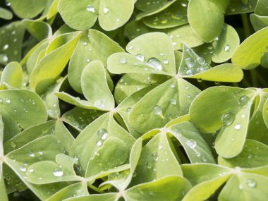 Üzerinde su damlası olan bir yaprağın ayrıntıları