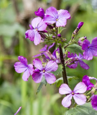 Lunaria'nın çiçek
