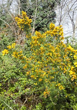  Kalikotome spinosa, dikenli süpürge veya dikenli süpürge. 