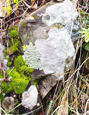La Spezia 'daki bir kayanın tepesindeki yosunların ayrıntıları