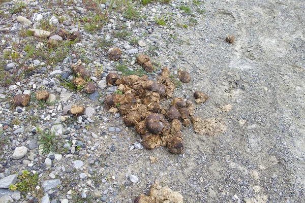 Detail Der Gülle Auf Einer Wiese Spezia — Stockfoto