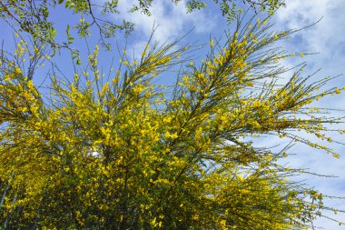 Viski süpürge tam Bloom bahar