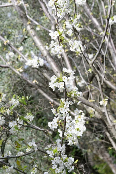 Detalhe da flor de maçã — Fotografia de Stock