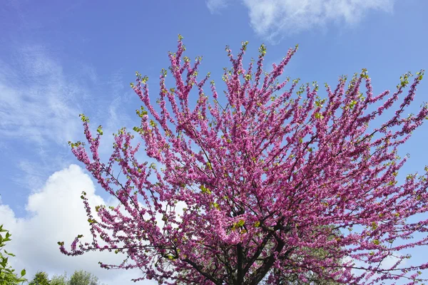 Albero di Giuda — Foto Stock