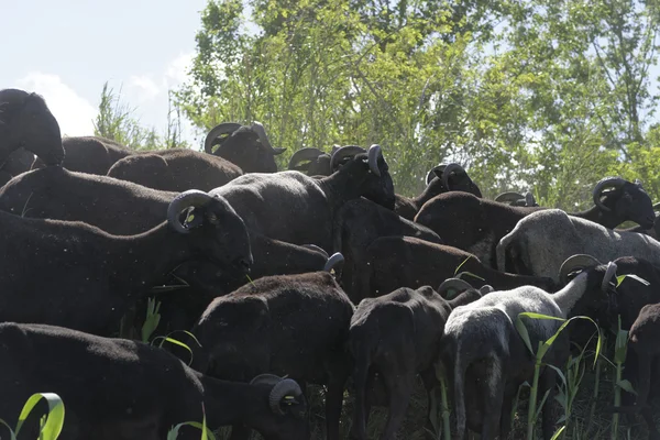 Flock of goat — Stock Photo, Image