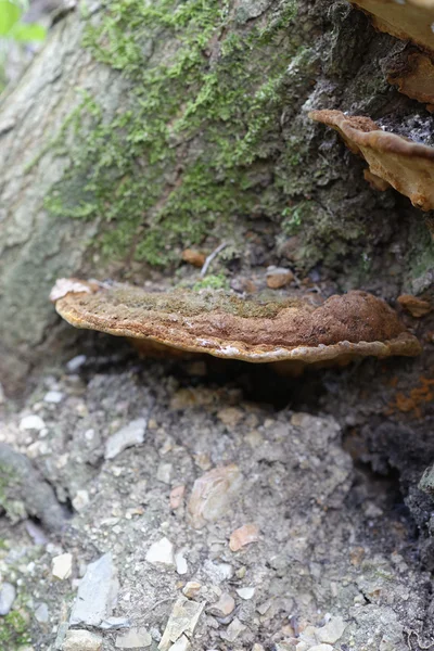 Detalj Svamp Stam Äng — Stockfoto